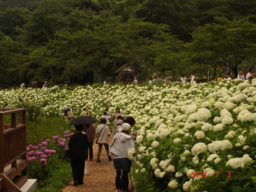 �A���{�X�@��