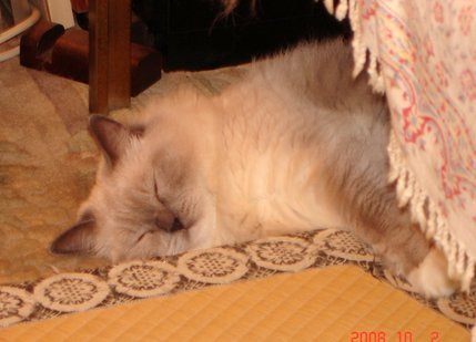 �A���{�X�@��