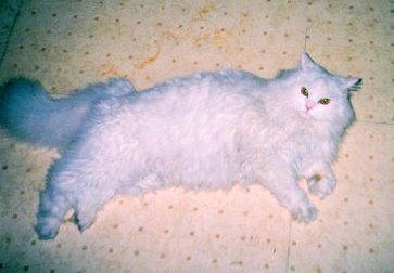 �A���{�X�@��