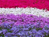 �A���{�X�@��