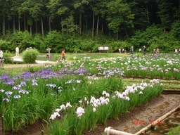 �A���{�X�@��