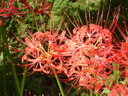 �A���{�X�@��