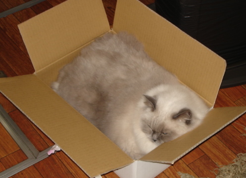 �A���{�X�@��