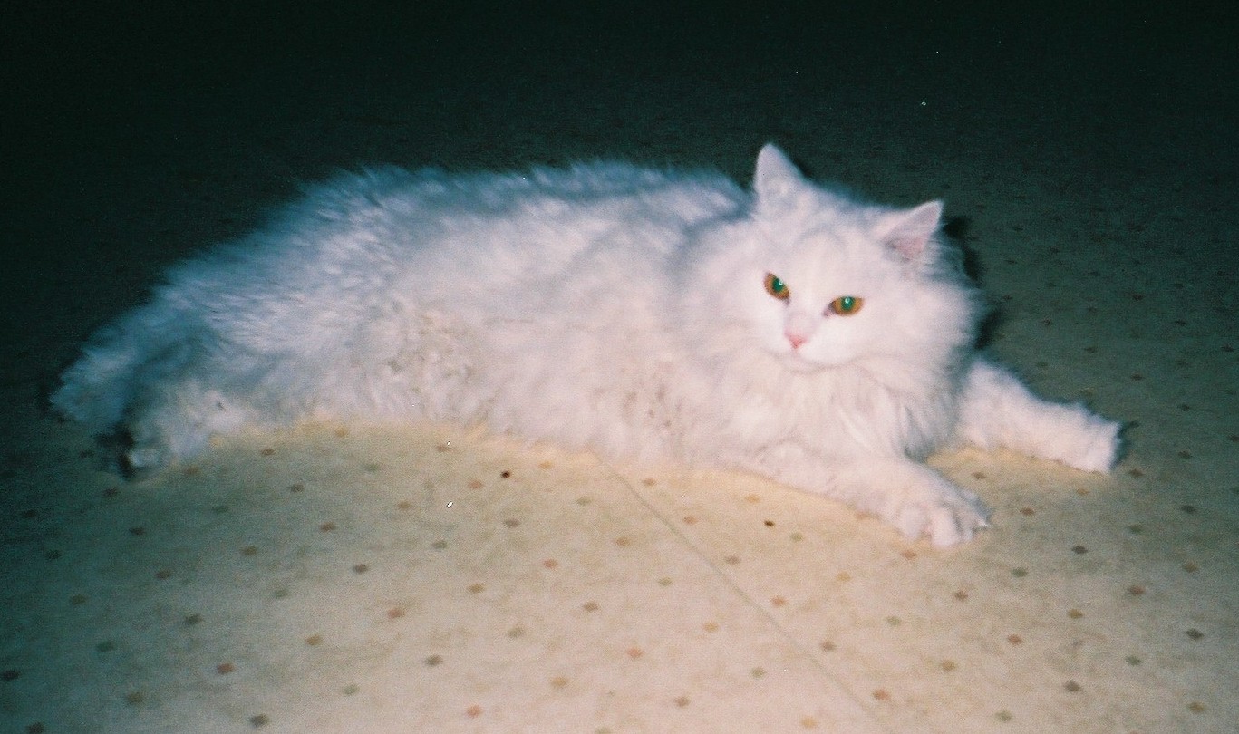 �A���{�X�@��