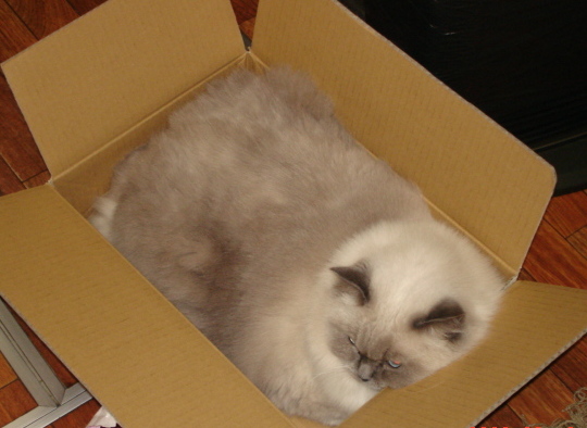 �A���{�X�@��