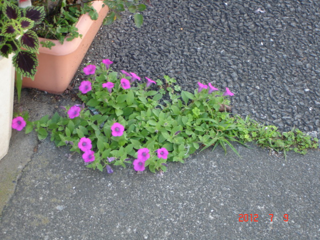 �A���{�X�@��