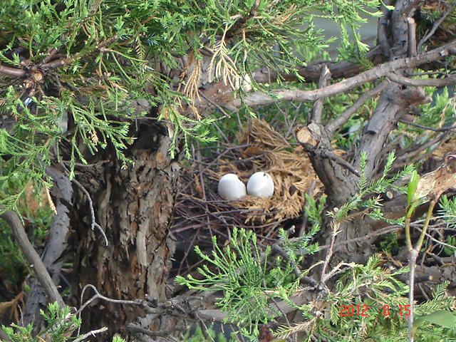 �A���{�X�@��