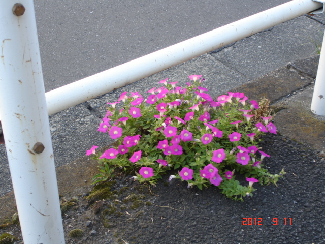 �A���{�X�@��