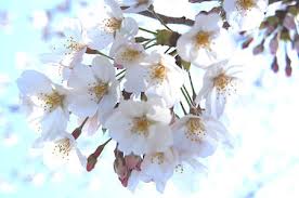 �A���{�X�@��