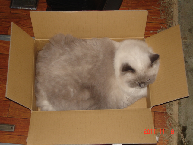 �A���{�X�@��