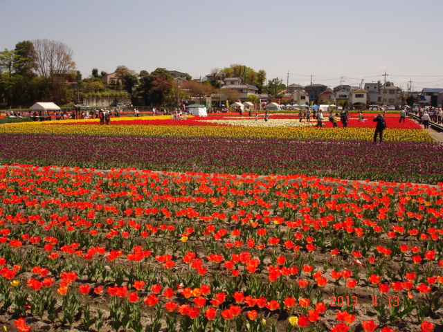 �A���{�X�@��