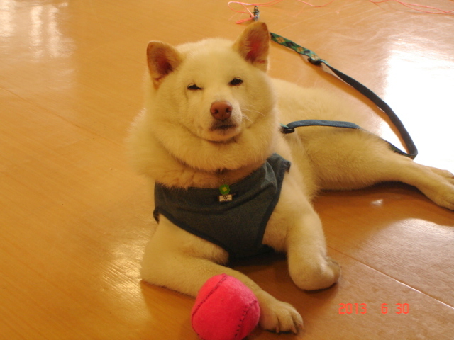 �A���{�X�@��