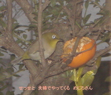 �A���{�X�@��