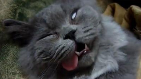 �A���{�X�@��