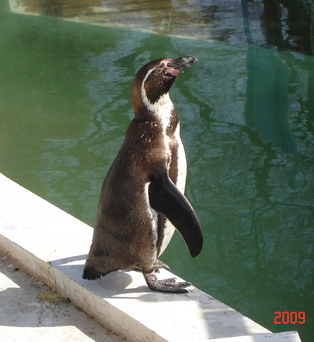 �A���{�X�@��