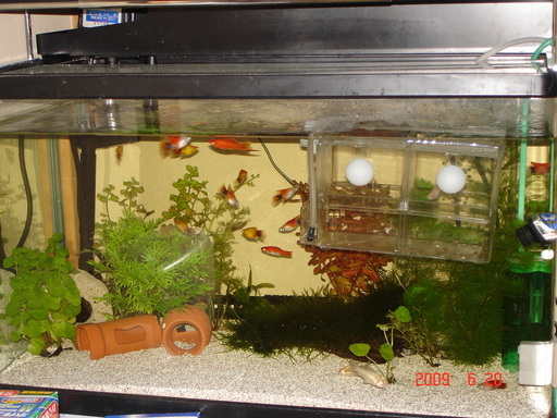 �A���{�X�@��