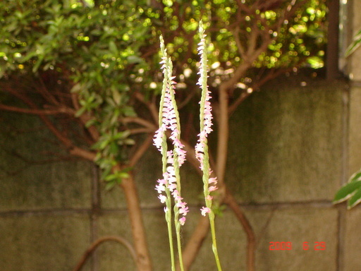 �A���{�X�@��