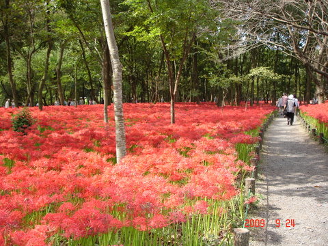 �A���{�X�@��