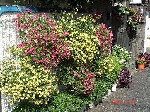 �A���{�X�@��