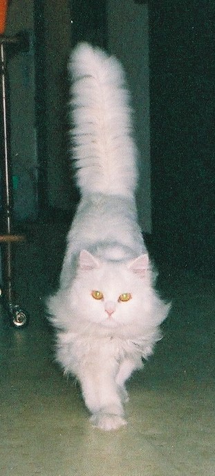 �A���{�X�@��