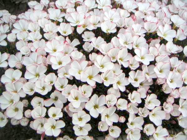 �A���{�X�@��