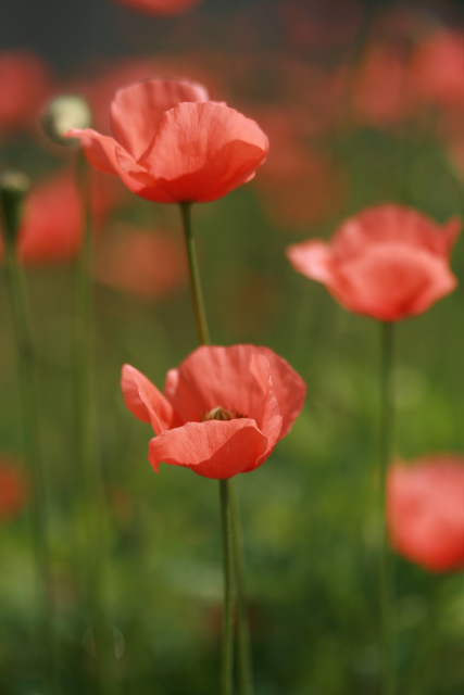 �� �� �T �� ��