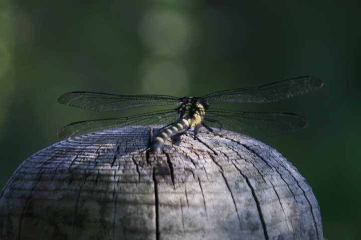 �� �� �T �� ��