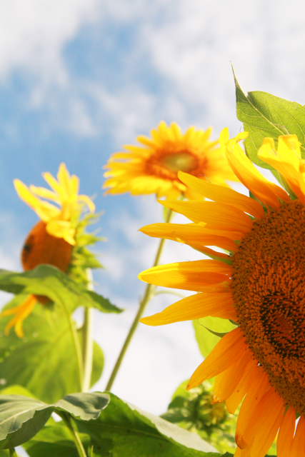 �� �� �T �� ��