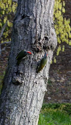 �� �� �T �� ��