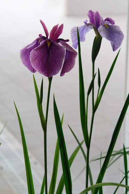 �� �� �T �� ��