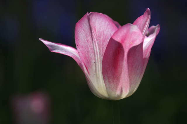 �� �� �T �� ��