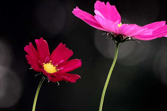 �� �� �T �� ��