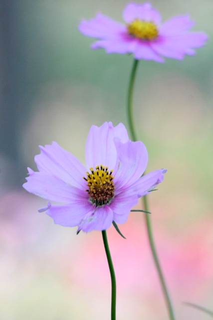 �� �� �T �� ��