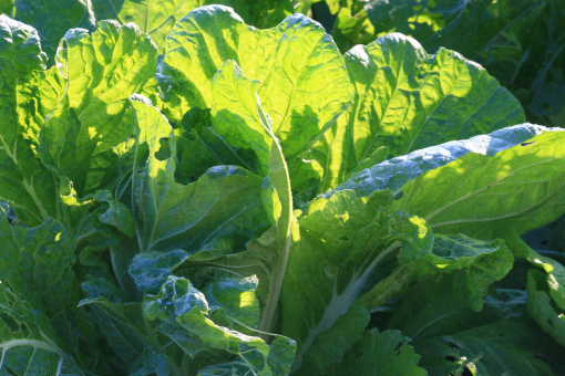 �� �� �T �� ��