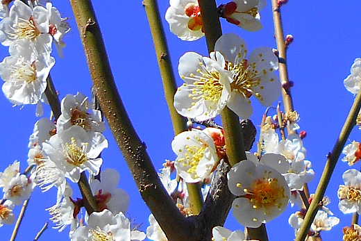 �w�t�Ɂx�i�� �� �T �� ���j