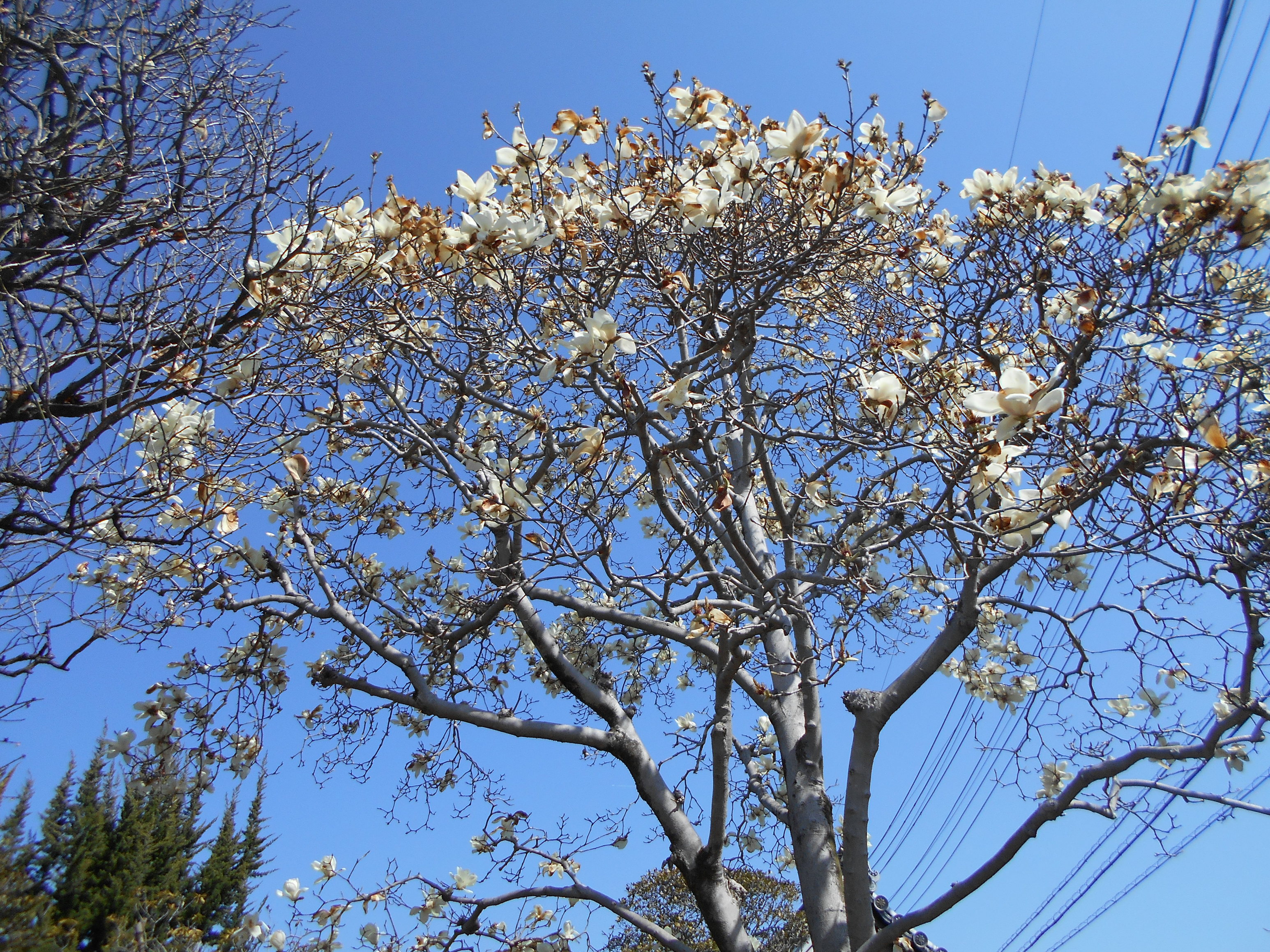 �w�C�x�i�� �� �T �� ���j