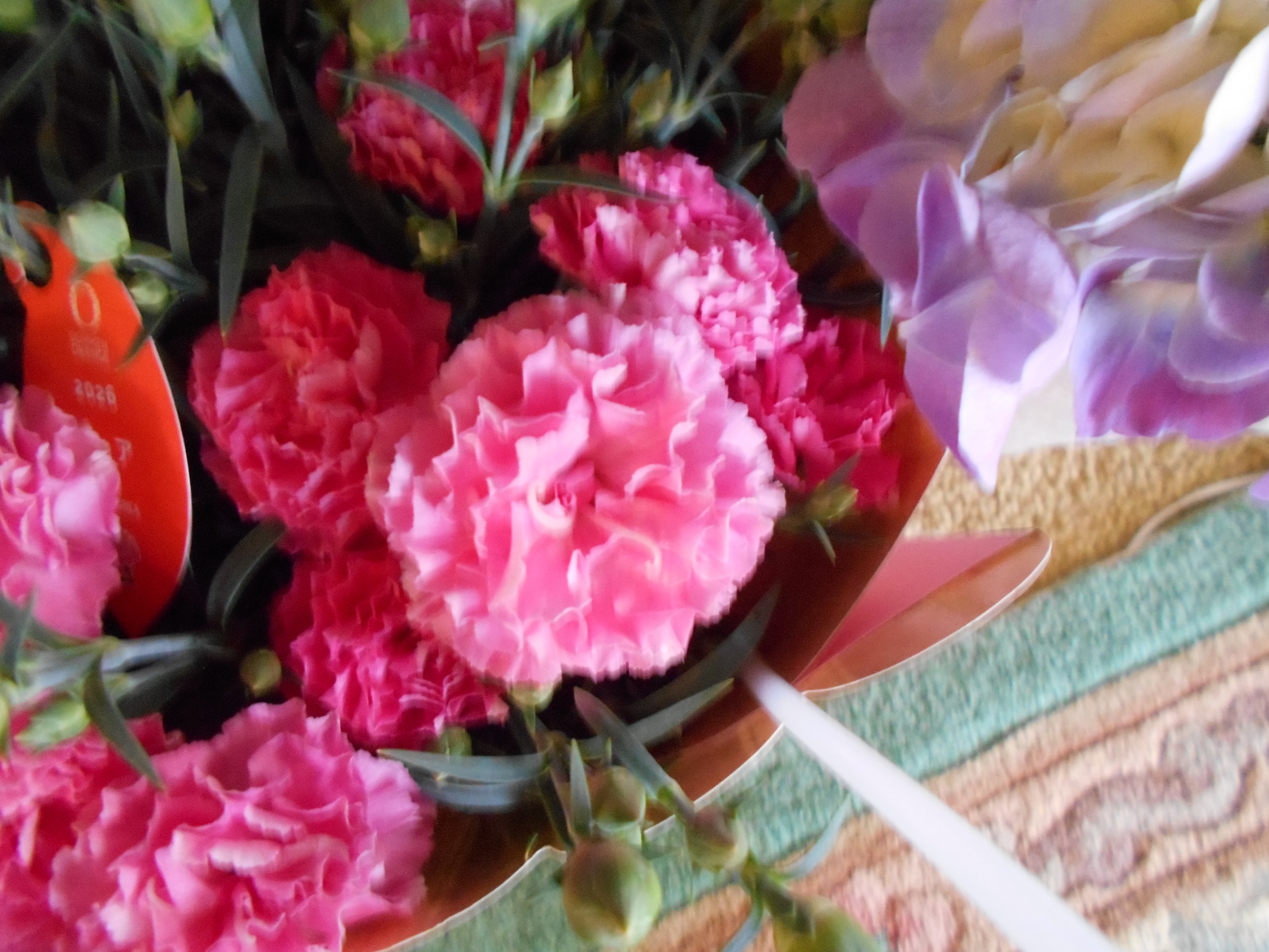 �w������ׂ�x�i�� �� �T �� ���j